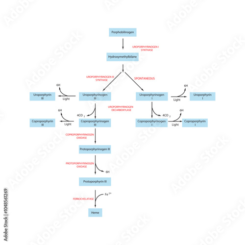 Diagram  showing biosynthesis of Porphyrin derivatives from Porphobilinogen via enzymatic reactions. Scientific pharmacological and biochemical scematic illustration.