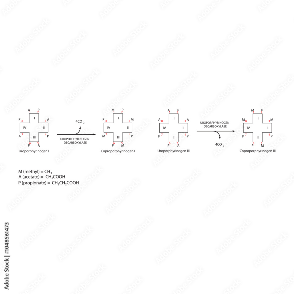 Obraz premium Diagram showing decarboxylation of Uroporphynogen to Coproporphyrinogens via Uroporphynogen decarboxylase enzyme. Biochemical reaction schematic illustration. 