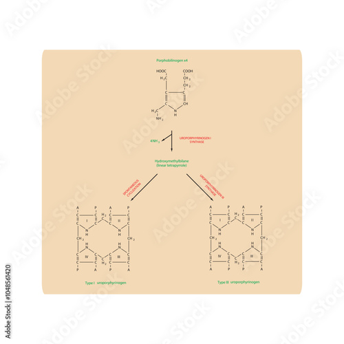 Diagram  showing synthesis of Uroporphyrinogens from porphobilinogen through Uroporphyrinogen synthase, biochemical reaction schematic illustration.