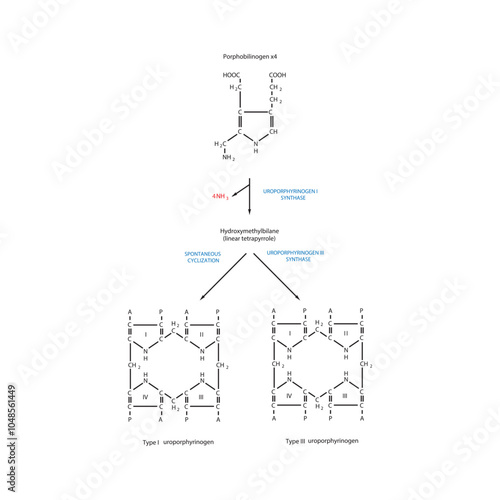 Diagram  showing synthesis of Uroporphyrinogens from porphobilinogen through Uroporphyrinogen synthase, biochemical reaction schematic illustration.