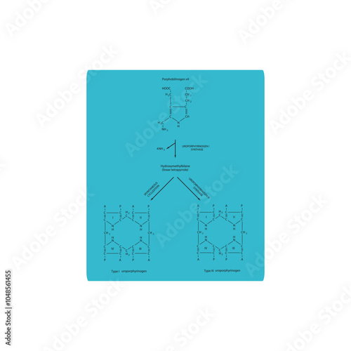 Diagram  showing synthesis of Uroporphyrinogens from porphobilinogen through Uroporphyrinogen synthase, biochemical reaction schematic illustration.