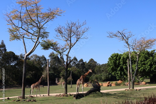 Giraffes in the Meadow