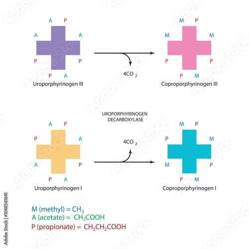 Diagram  showing decarboxylation of Uroporphynogen to Coproporphyrinogens via Uroporphynogen decarboxylase enzyme. Biochemical reaction schematic illustration.
