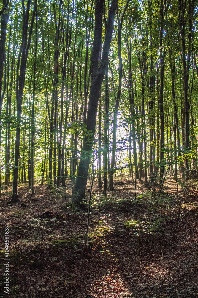 Obraz premium Landscapes - Forest - Europe, Romania, Suceava region