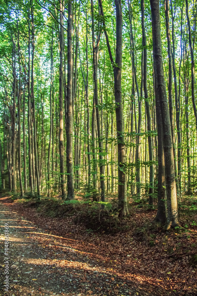 Fototapeta premium Landscapes - Forest - Europe, Romania, Suceava region