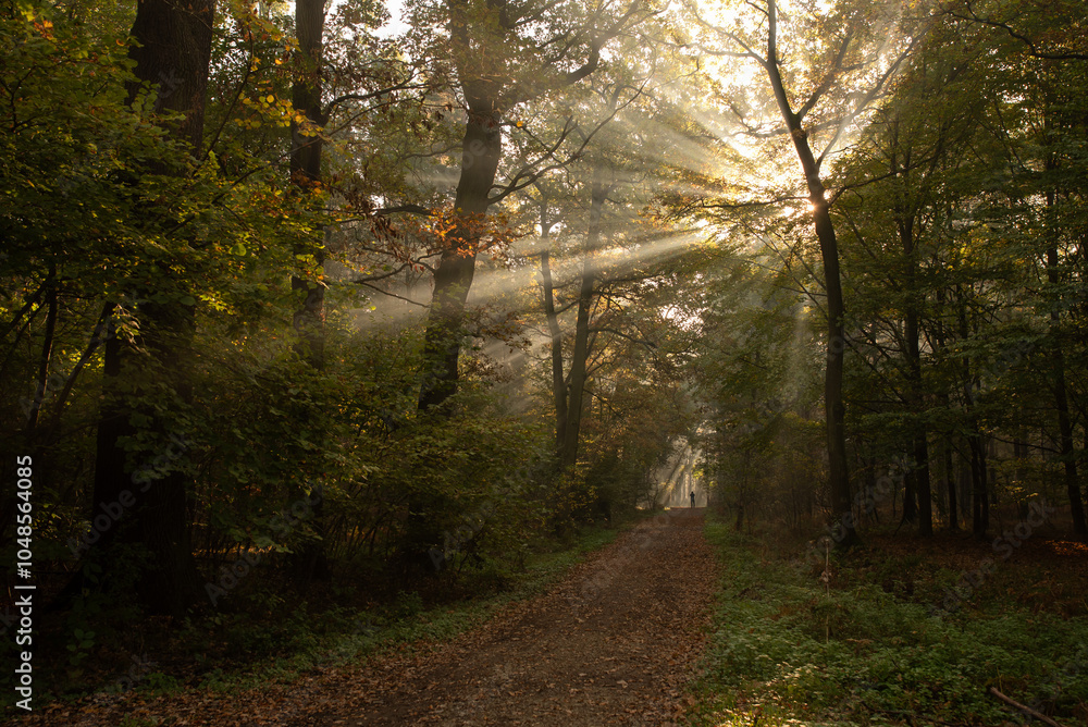 Obraz premium Jesienny las we mgle, Goczałkowice , Śląsk.
