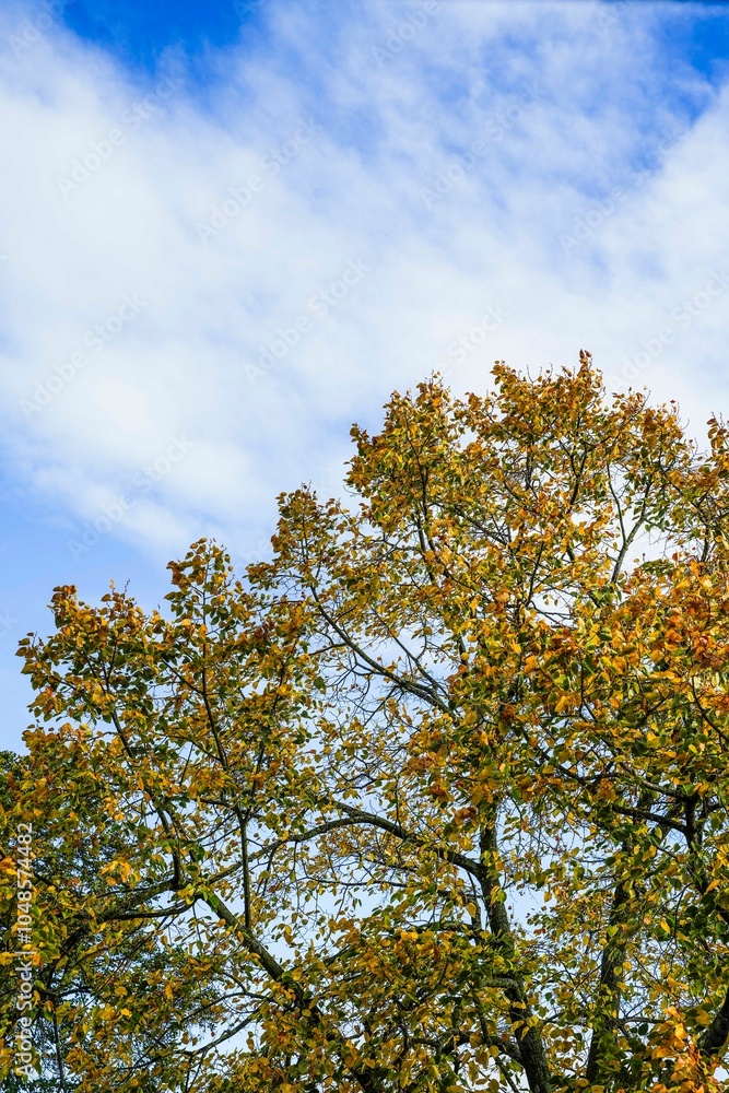 Fototapeta premium Colorful yellow red leaves on a tree in autumn in atmospheric