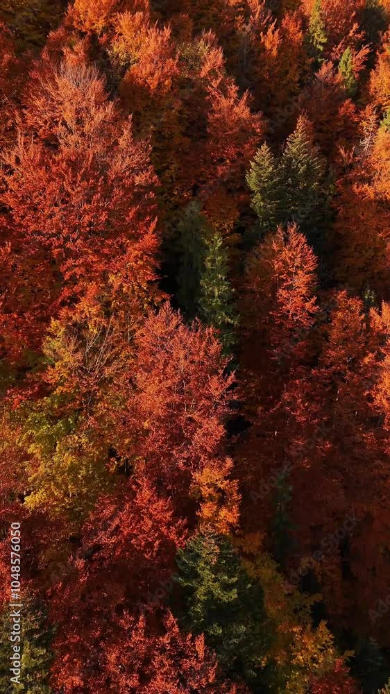 Aerial video showcasing a dense forest blanketed in fiery autumn foliage, with mist gently settling over the treetops, creating a serene and mystical atmosphere Aerial video showcasing a dense forest blanketed in fiery autumn foliage, with mist gently settling over the treetops, creating a serene and mystical atmosphere