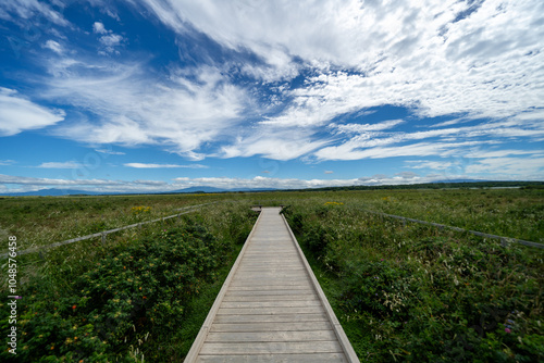 boardwalk in the field