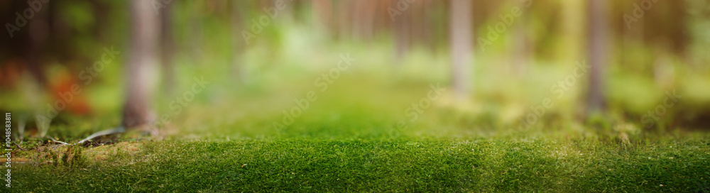 Fototapeta premium Forest nature sunrise panorama