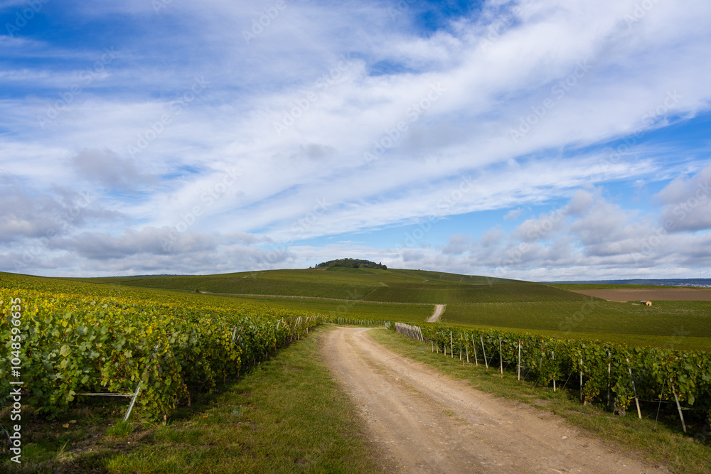 Vineyards for the creation of champagne in the region of Reims, France. Vineyards for the creation of champagne in the region of Reims, France.