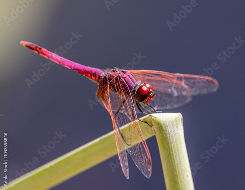 red dragonfly on a branch