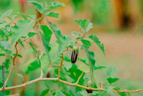 Eggplant in the vegetable field waiting to be picked for consumption