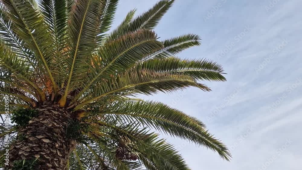 Bottom view of palm tree against beautiful blue sky. Green palm tree against blue sky. Nature background. Tropical trees. View of palm tree against sky. Spain, Salou. Vacation and resort concept Bottom view of palm tree against beautiful blue sky. Green palm tree against blue sky. Nature background. Tropical trees. View of palm tree against sky. Spain, Salou. Vacation and resort concept