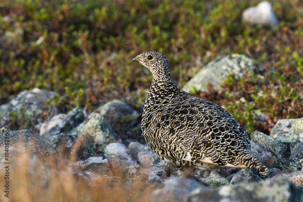 An alert Rock ptarmigan standing on a mountain in Urho Kekkonen National Park, Northern Finland An alert Rock ptarmigan standing on a mountain in Urho Kekkonen National Park, Northern Finland