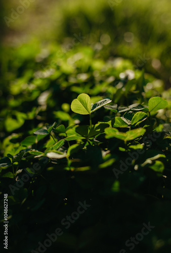 clover in the sunlight