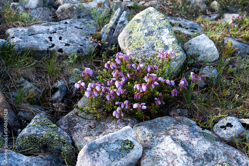 A group of Blue heath flowering between rocks in a mountain habitat in Urho Kekkonen National Park, Northern Finland	