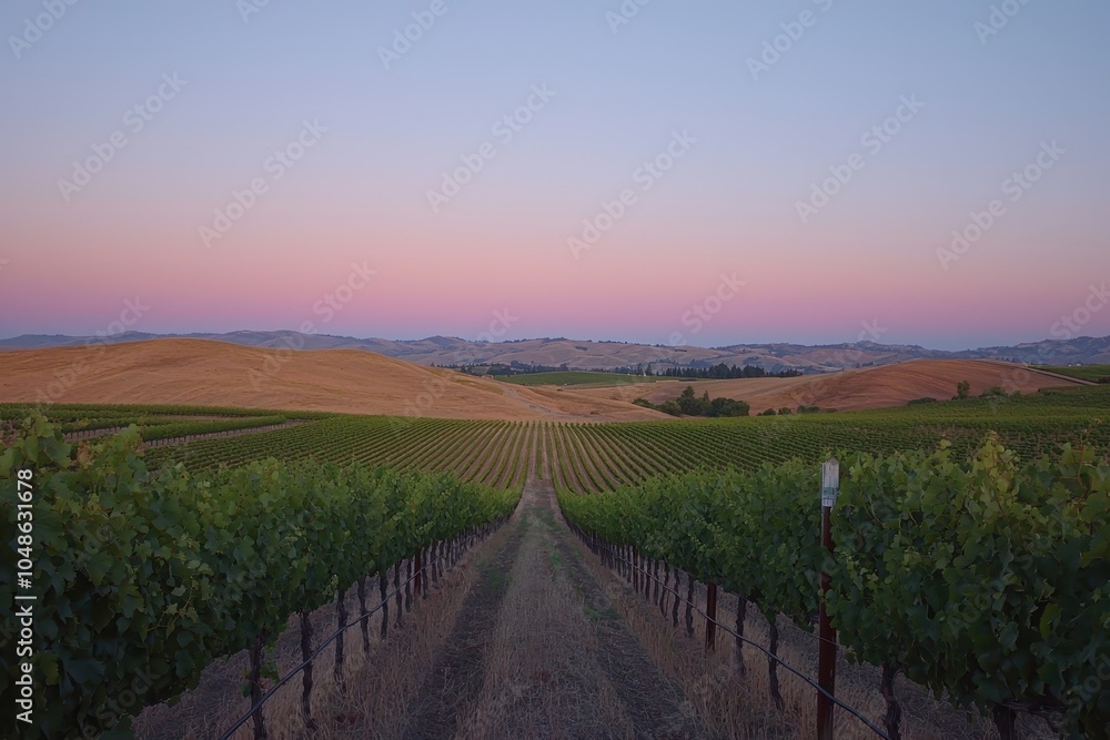 Obraz premium Peaceful Vineyard at Dusk Under a Colorful Sky