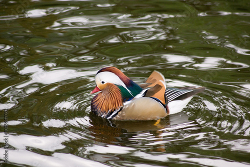 Wallpaper Mural Kaczka mandarynka Torontodigital.ca