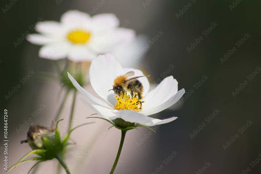 Fototapeta premium Anemon trzmiel