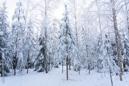 A young mixed forest with Spruce, Birch and Pine trees after commercial thinning in rural Estonia, Northern Europe photo