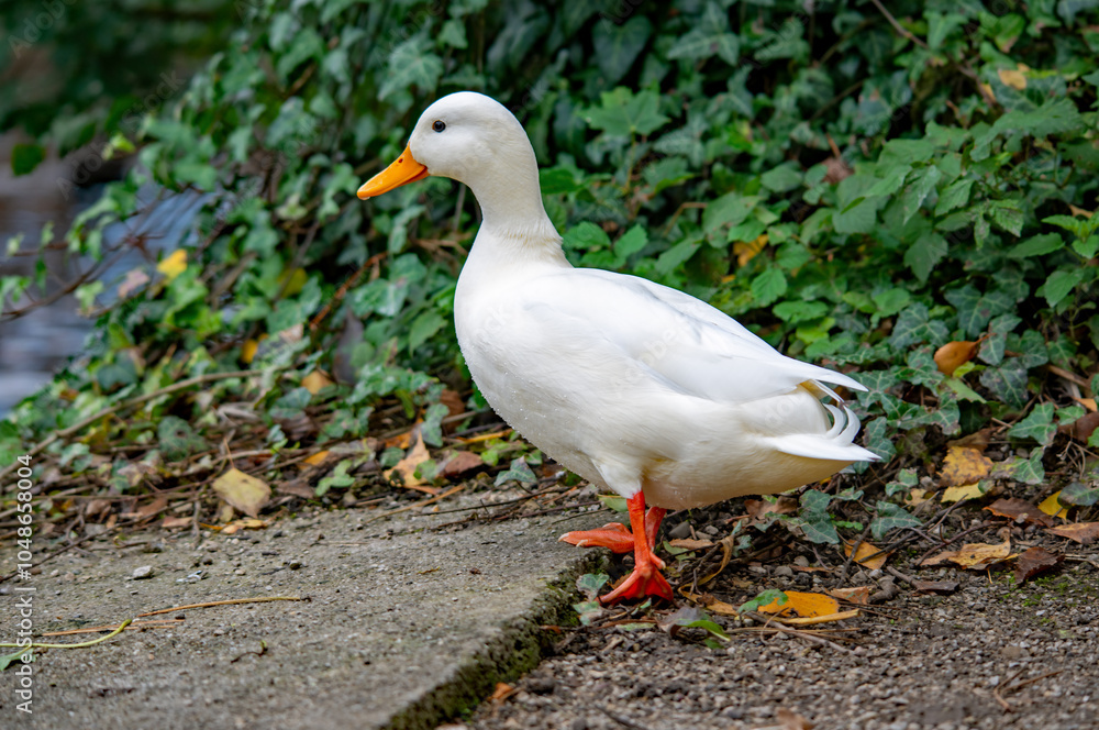 Ein weißer junger Schwan Ein weißer junger Schwan