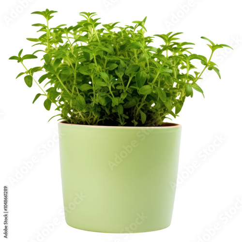 PNG Potted green herbs vegetable plant leaf. photo