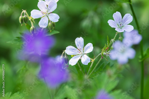 Photos Geranium geranium flowers with different colors blooming on a summer day near Ku