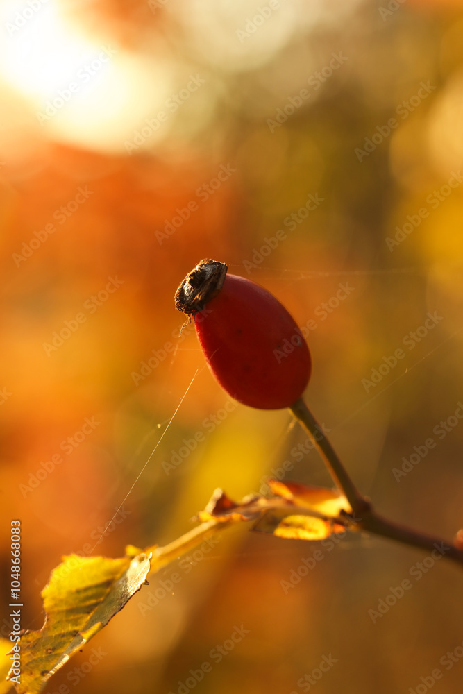 Obraz premium Ripe rosehip berries on a branch in the golden light