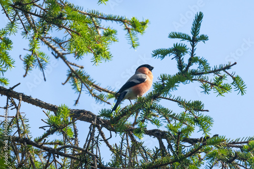 A male Eurasian bullfinch standing on a Spruce branch and looking forward on a summer morning in a primeval forest of Valtavaara near Kuusamo, Northern Finland photo