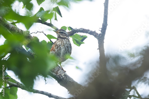 Closeup of a Redwing perched in the middle of branches on a cloudy summer day in Riisitunturi National Park, Northern Finland photo