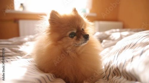 Morning dog. Cute pomeranian getting sunbath in bed. cute sleepy dog in sun rays