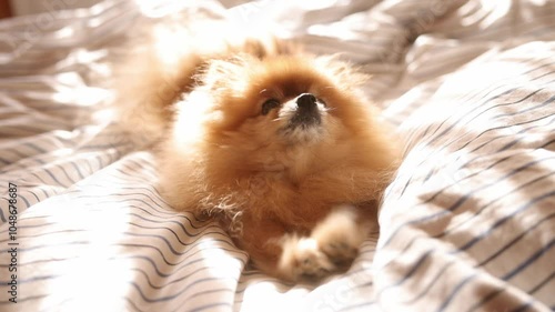 Morning dog. Cute pomeranian getting sunbath in bed. cute sleepy dog in sun rays