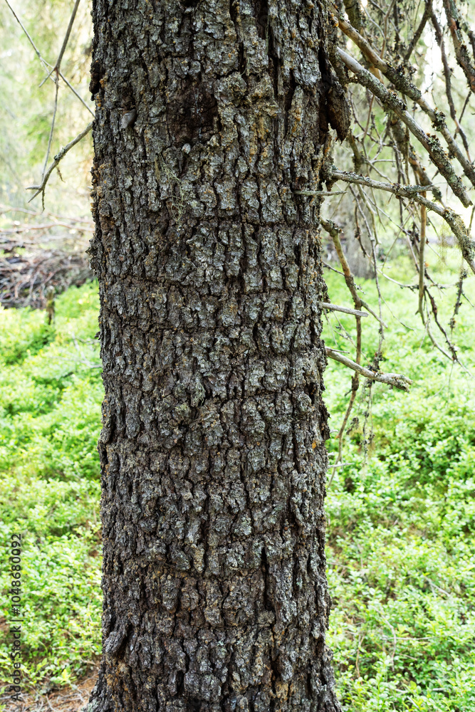 Closeup of a unique Norway spruce with crocodile bark in Riisitunturi National Park, Northern Finland Closeup of a unique Norway spruce with crocodile bark in Riisitunturi National Park, Northern Finland