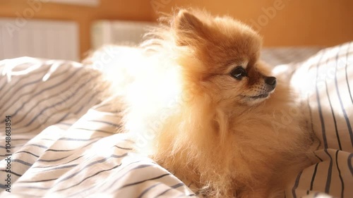 Morning dog. Cute pomeranian getting sunbath in bed. cute sleepy dog in sun rays