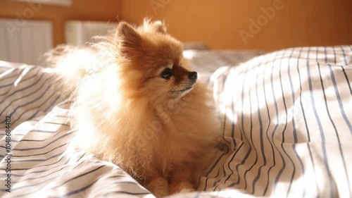Morning dog. Cute pomeranian getting sunbath in bed. cute sleepy dog in sun rays