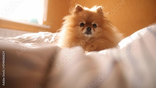 Morning dog. Cute pomeranian getting sunbath in bed. cute sleepy dog in sun rays