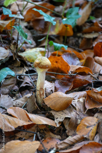 Divercity of wild mushrooms of Mullerthal, Luxembourg's Little Switzerland, hiking routes, rock formations, moss-covered forests, tourist destination in Europe photo