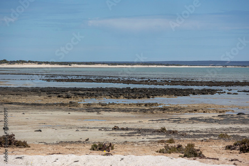 Hamelin Pool, Western Australia. Hamelin Pool Stromatolites. 