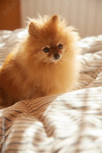 Morning dog. Cute pomeranian getting sunbath in bed. cute sleepy dog in sun rays