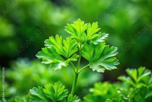 Fresh green parsley leaves growing in the garden