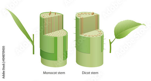 Billede på lærred Characteristics of Dicot and Monocot Stem
