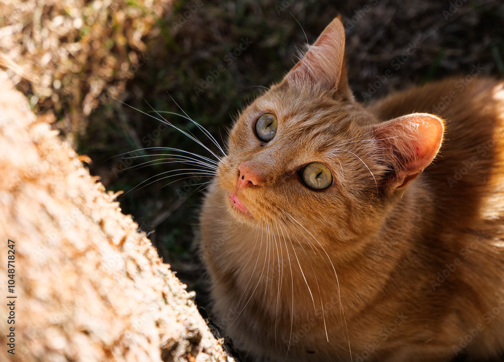 Magnifique chat qui regarde la cime d'un arbre Magnifique chat qui regarde la cime d'un arbre