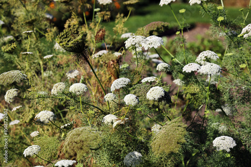 Bed of Toothpick plant flowers and foliage, Suffolk England
 photo