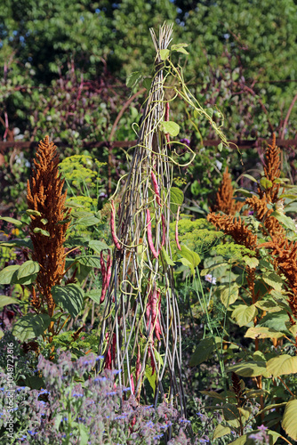 Borlotto beans ripening in Autumn sunshine, Suffolk England
 photo