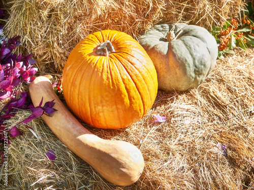 Orange and green pumpkins for halloween photo