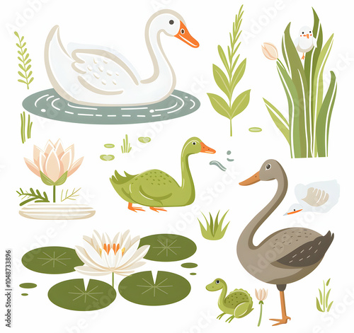 Fototapeta Naklejka Na Ścianę i Meble -  A set of cute illustrations of ducks and swans with water lilies and reeds.