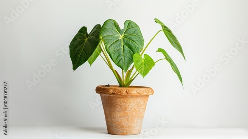 Wallpaper Mural A potted plant with heart-shaped leaves against a white background Torontodigital.ca