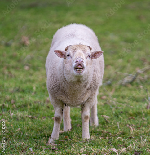 Mouton qui bêle dans un champ d'herbe  photo