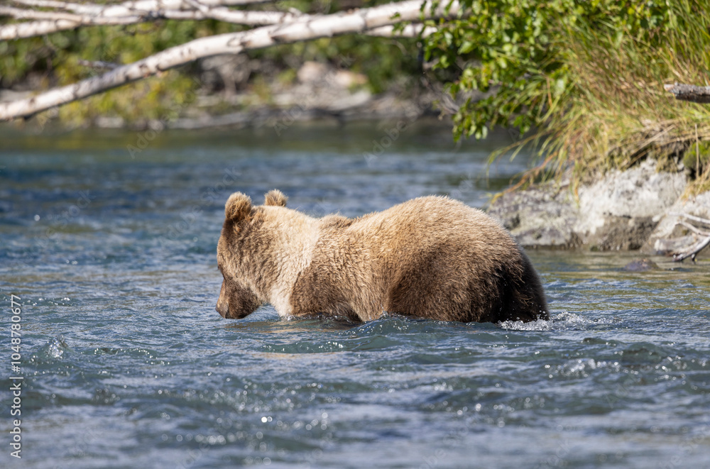 Obraz premium Brown (Grizzly) Bear Fishing in the Kenai River Alaska in Autumn